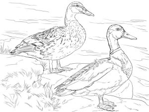 Tô màu 2 con vịt cổ xanh cho bé tập tô