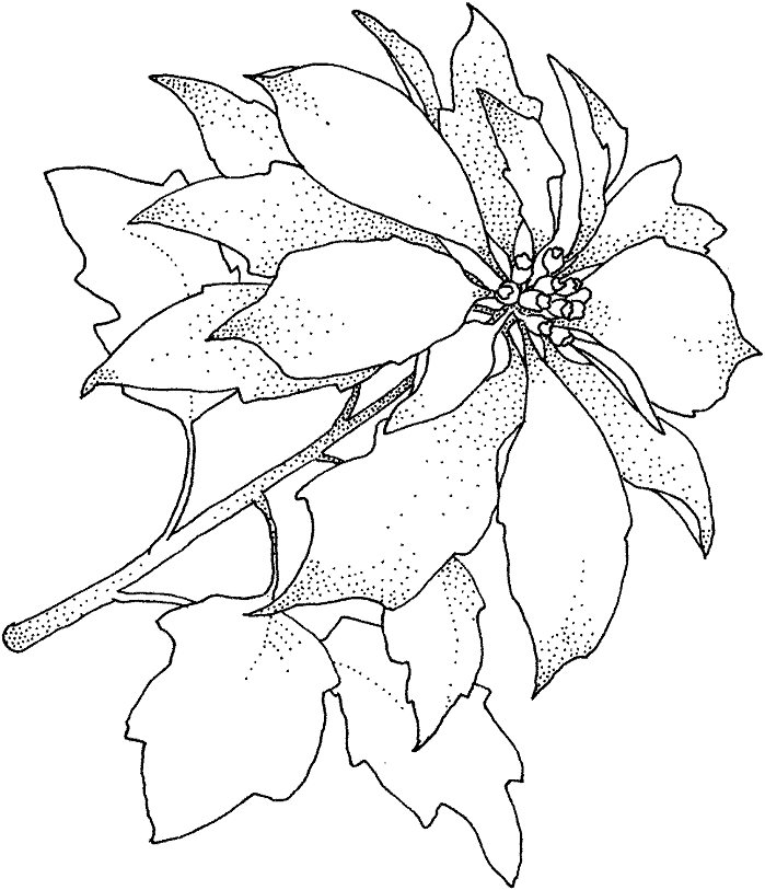 Tô màu bông hoa trạng nguyên 1 Tô màu bông hoa trạng nguyên dễ thương cho bé