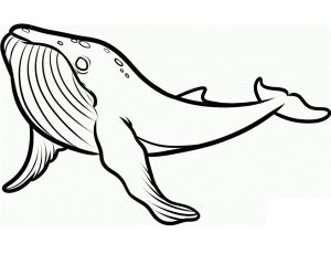 Tô màu Cá Voi Lưng gù cho bé tập tô