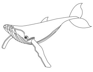 Tô màu Cá voi Xanh dễ thương cho bé