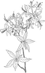 Tô màu cành hoa đỗ quyên cho bé tập tô