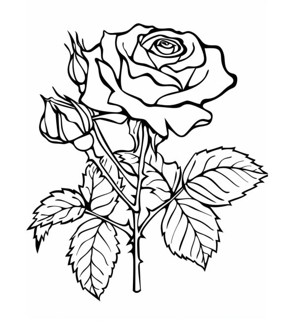 Tô màu Cành Hoa Hồng Đẹp giúp bé rèn luyện khả năng tô màu