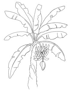 Tô màu Cây Chuối Đẹp dễ thương cho bé