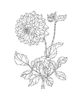 Tô màu Cây Hoa Cúc giúp bé rèn luyện khả năng tô màu