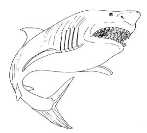 Tô màu Con Cá Mập Trắng Đáng Sợ cho bé tập tô