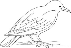 Tô màu con chim quạ mỹ giúp bé rèn luyện khả năng tô màu