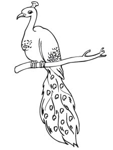 Tô màu Con Công Trên Cành Cây cho bé tập tô