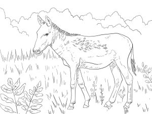 Tô màu Con Lừa Trên đồng giúp bé rèn luyện khả năng tô màu