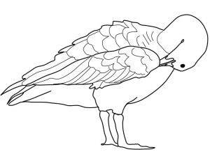 Tô màu Con Ngỗng Rỉa Lông cho bé tập tô
