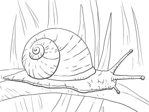 Tô màu Con Ốc Sên Bò dễ thương cho bé
