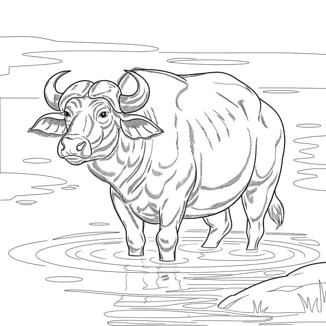 Tô màu Con Trâu Dưới Nước cho bé tập tô