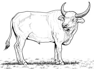 Tô màu Con Trâu Nước Hoang Dã dễ thương cho bé