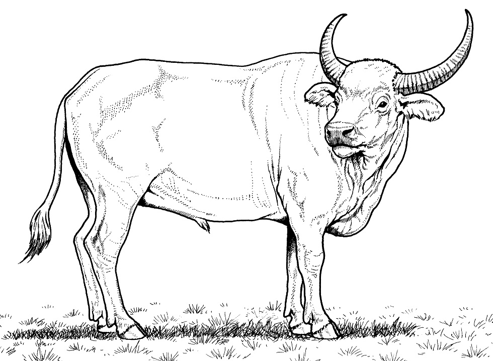 Tô màu Con Trâu Nước Hoang Dã 1 Tô màu Con Trâu Nước Hoang Dã dễ thương cho bé