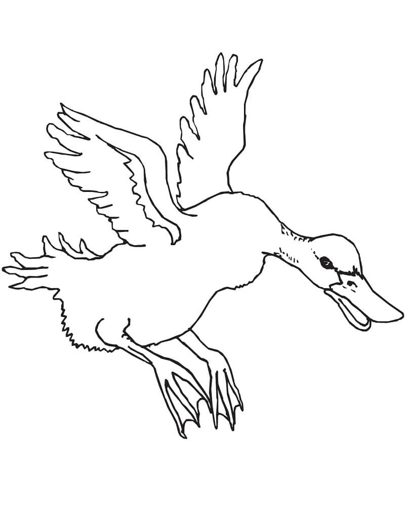 Tô màu Con Vịt Bay 1 Tô màu Con Vịt Bay dễ thương cho bé