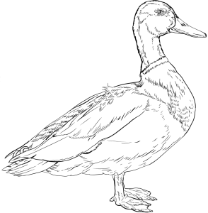 Tô màu con vịt cổ xanh giúp bé rèn luyện khả năng tô màu