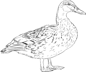 Tô màu con vịt cổ xanh cái cho bé tập tô