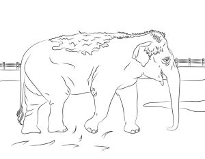 Tô màu Con Voi giúp bé rèn luyện khả năng tô màu