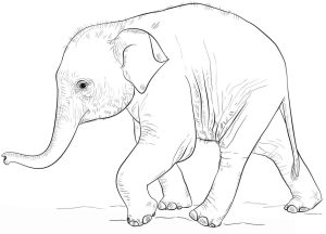 Tô màu Con Voi Con Đang Đi giúp bé rèn luyện khả năng tô màu