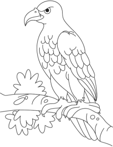 Tô màu đại bàng biển steller dễ thương cho bé