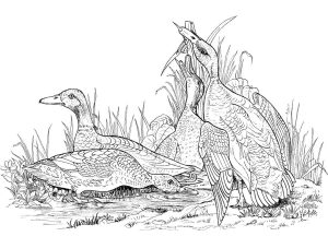 Tô màu Đàn Vịt cho bé tập tô