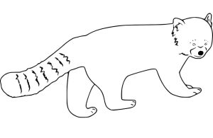 Tô màu Gấu Trúc Đỏ Rất Đơn Giản cho bé tập tô