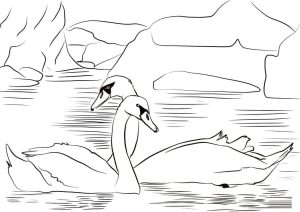 Tô màu Hai Con Thiên Nga Bơi giúp bé rèn luyện khả năng tô màu
