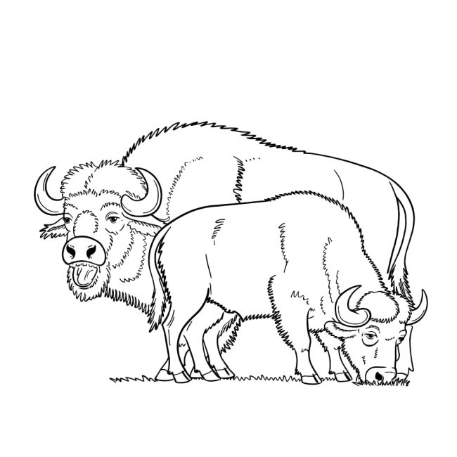 Tô màu Hai Con Trâu Rừng cho bé tập tô