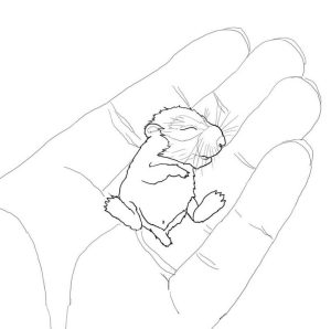 Tô màu Hamster Trên Bàn Tay giúp bé rèn luyện khả năng tô màu