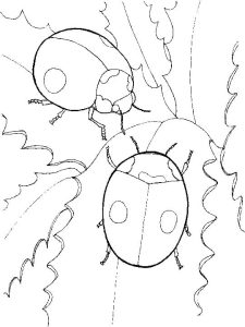 Tô màu Hình Vẽ Hai Con Bọ Cánh Cam cho bé tập tô