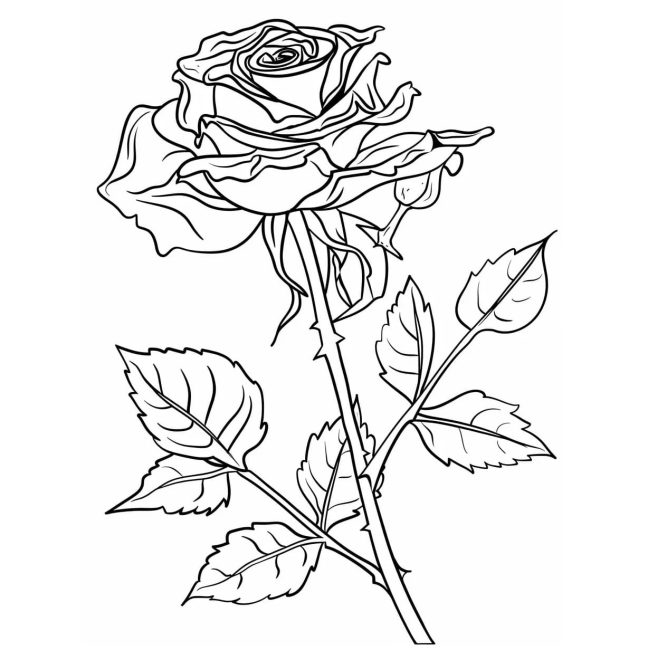 Tô màu Hoa Hồng Cơ Bản cho bé tập tô