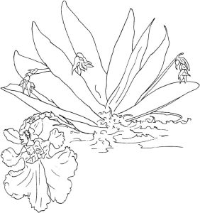 Tô màu Hoa Lan Nhảy Múa giúp bé rèn luyện khả năng tô màu