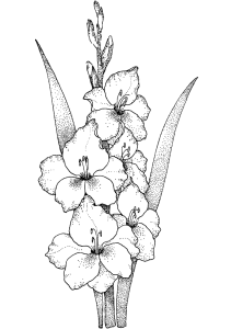 Tô màu hoa lay ơn cho bé tập tô