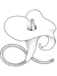 Tô màu Hoa Loa Kèn Calla giúp bé rèn luyện khả năng tô màu