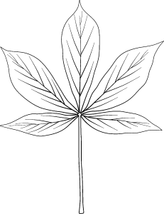 Tô màu Lá Cây Kim dễ thương cho bé