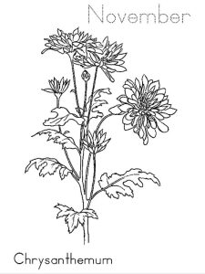 Tô màu Một Cây Hoa Cúc Nhiều Bông cho bé tập tô