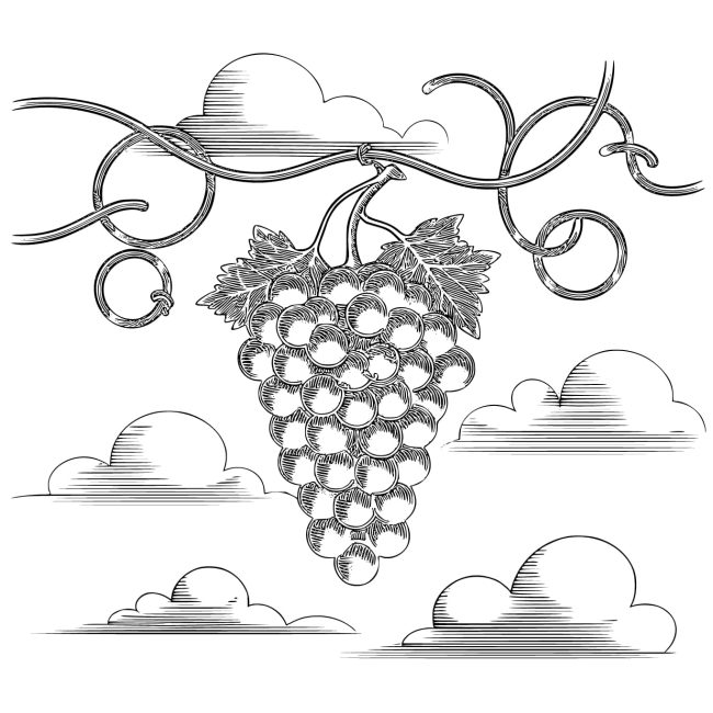 Tô màu Nho Với Mây dễ thương cho bé