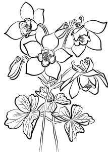 Tô màu những bông hoa bồ câu dễ thương cho bé