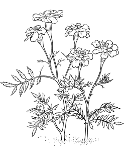 Tô màu những bông hoa cúc vạn thọ dễ thương cho bé