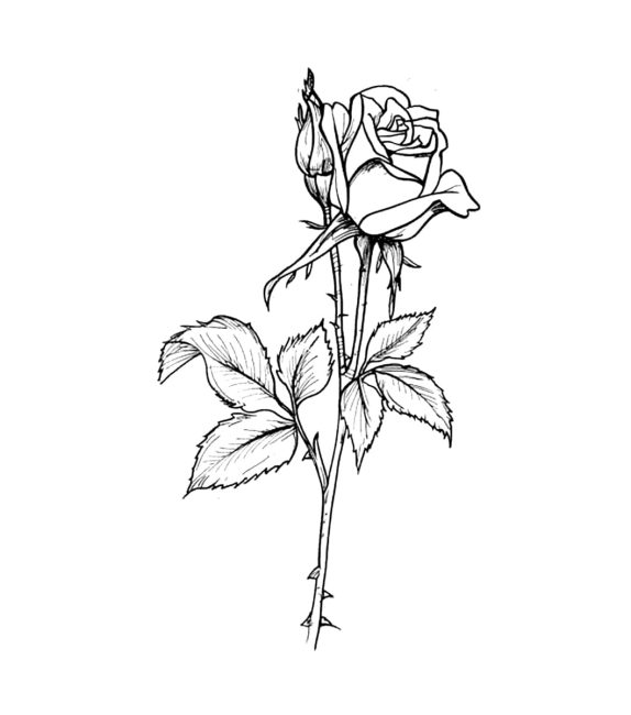 Tô màu Phác Thảo Hoa Hồng giúp bé rèn luyện khả năng tô màu