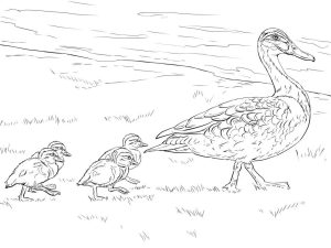 Tô màu vịt mẹ và vịt con giúp bé rèn luyện khả năng tô màu